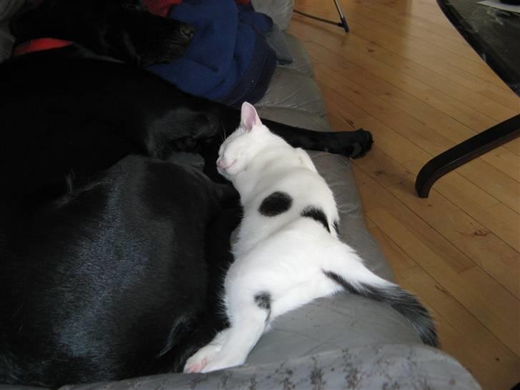 Huskat Micha billede 11