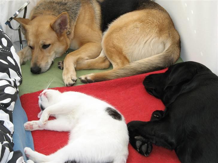 Huskat Micha billede 12