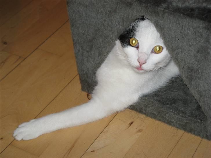 Huskat Micha billede 13