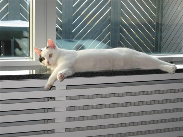 Huskat Micha billede 14