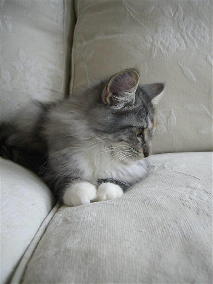 Norsk Skovkat IP DK*Cayica's Muraco Achal - 15 uger gammel billede 12