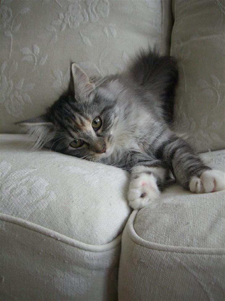 Norsk Skovkat IP DK*Cayica's Muraco Achal - 15 uger gammel billede 13