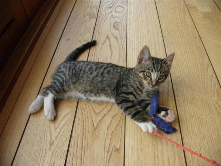 Huskat Arnold - Arnold på gulvet med sin ´fangst´ :) billede 1