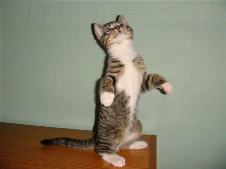 Huskat Arnold billede 2