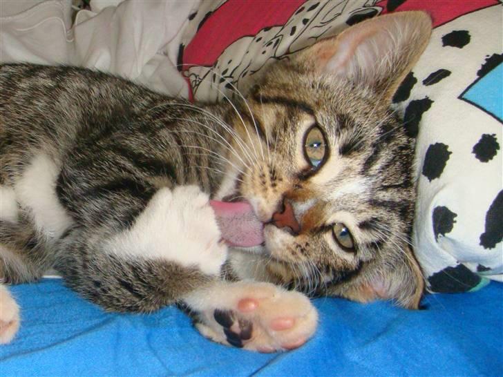 Huskat Arnold - "Se! Jeg vasker mig før jeg gi´r mig til at sove." ;b billede 3