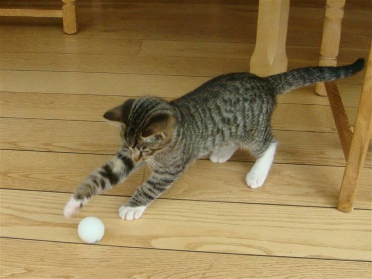 Huskat Arnold - Én af hans yndlings beskæftigelser. billede 4