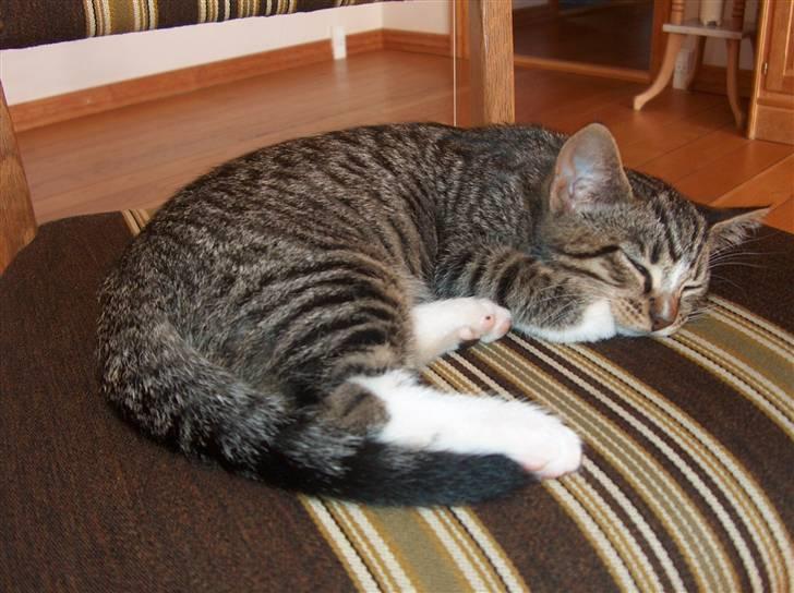 Huskat Arnold - Træt lille kat! billede 5