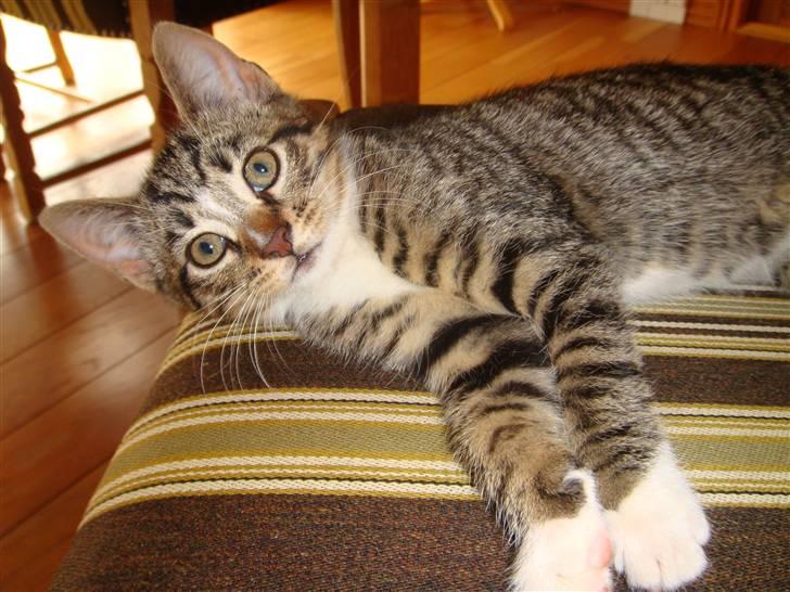 Huskat Arnold - Store øjne, store ører, sød mørk næse, fine striber og hvide poter - Ikke mindre end smukt :) billede 6