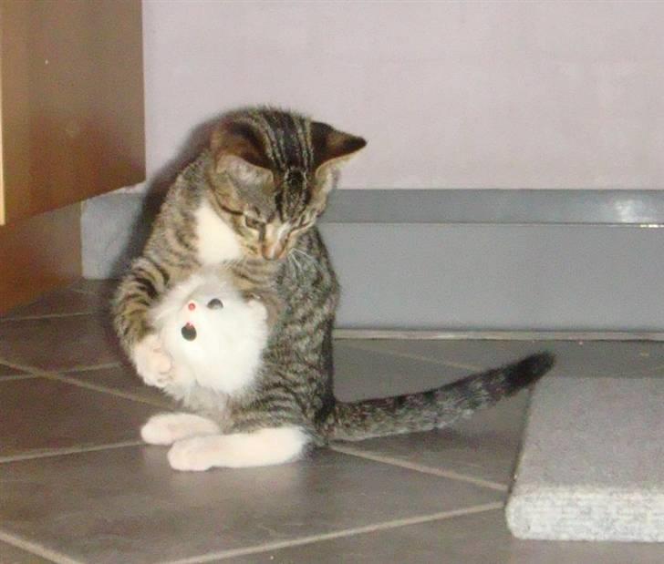 Huskat Arnold - Leger med en hvid mus. billede 7