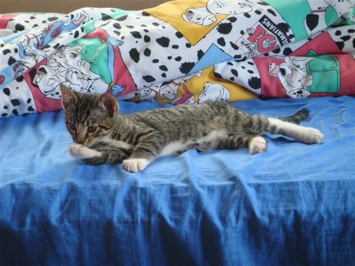 Huskat Arnold billede 8