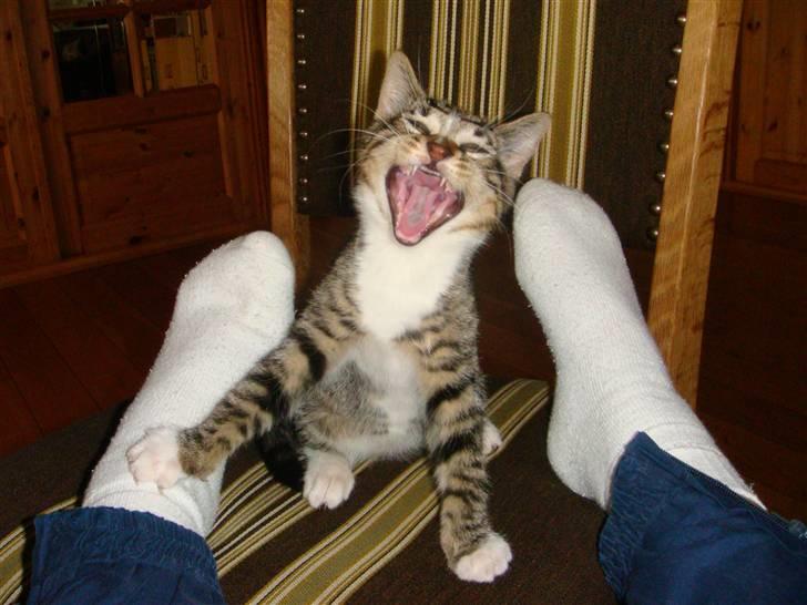 Huskat Arnold - Farlig kat, der er brøler et sejres brøl, da han har besejret foden :b billede 9