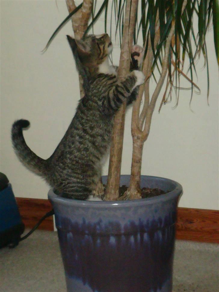 Huskat Arnold - Potteplanter er yderst sjove. Se evt. video herinde :) billede 10