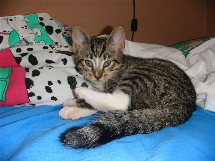 Huskat Arnold billede 11