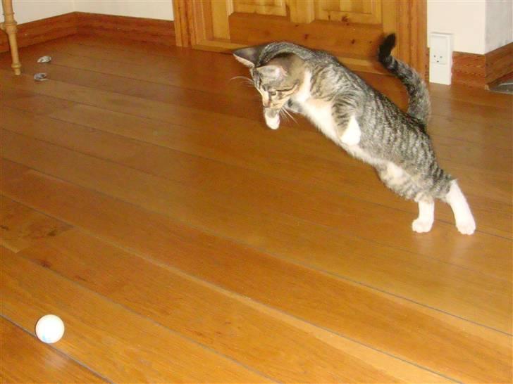 Huskat Arnold - Ja, hvorfor ikke hoppe hen til bolden ;) billede 12