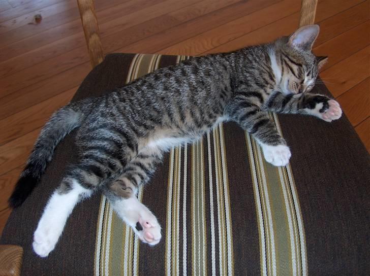 Huskat Arnold - Stor 10 ugers killing! billede 13