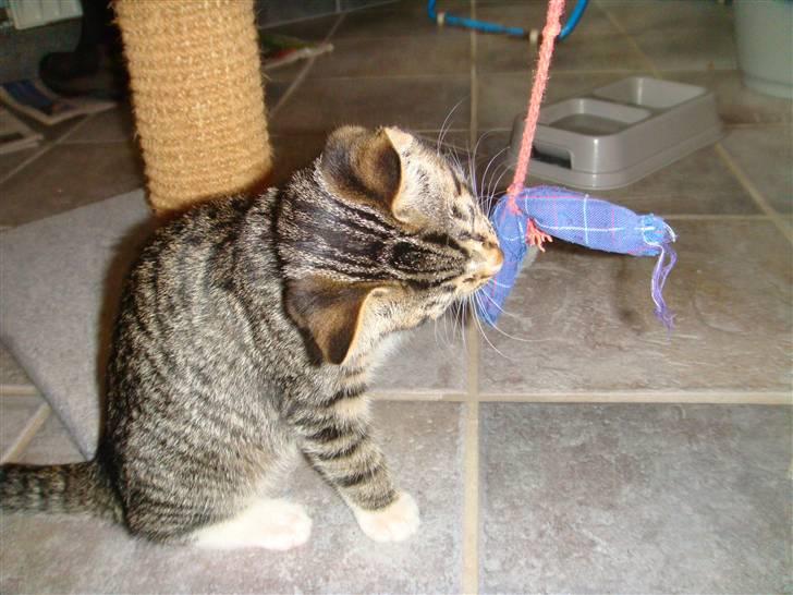 Huskat Arnold - Arnolds pels er rigtig flot. Den skinner helt vildt :D billede 14