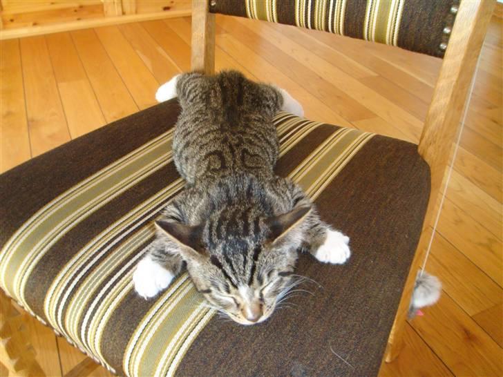 Huskat Arnold - Levende dyretæppe. billede 15