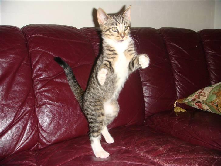 Huskat Arnold - Arnold danser for os ;b billede 16