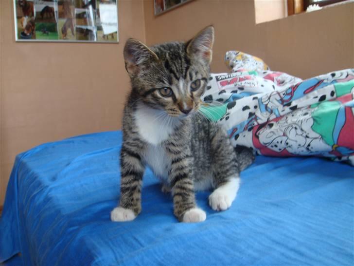 Huskat Arnold - Godmorgen !? billede 17