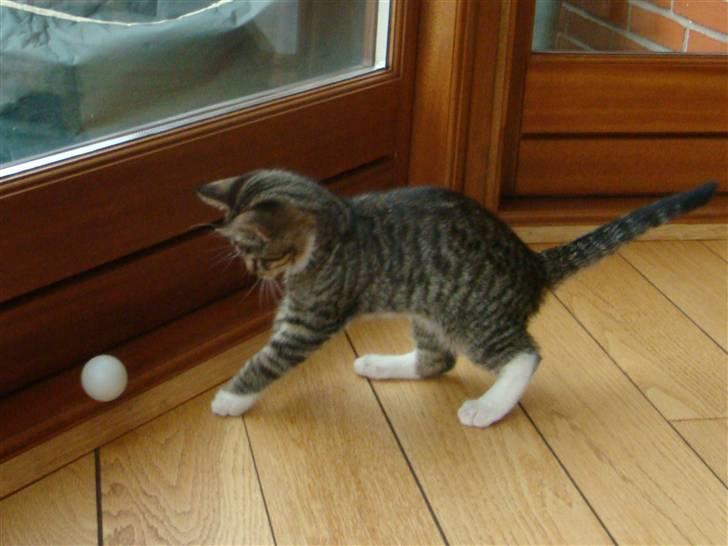 Huskat Arnold billede 18