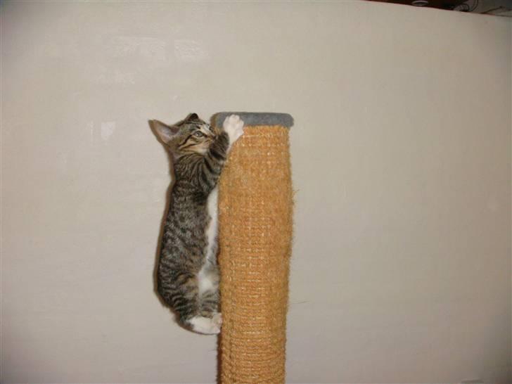 Huskat Arnold - Kradsetræet er blevet til et klatretræ! billede 19