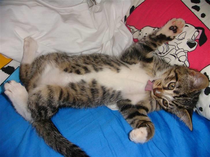 Huskat Arnold - Frækkert (: billede 20