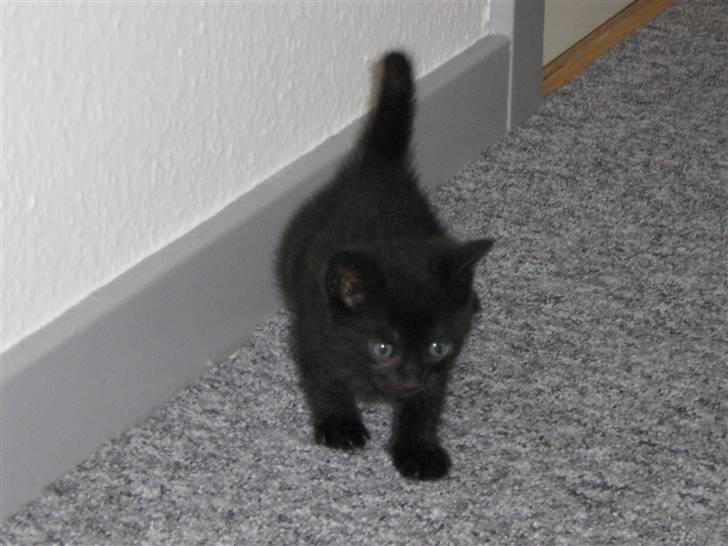 Huskat cocco fra tornager billede 2