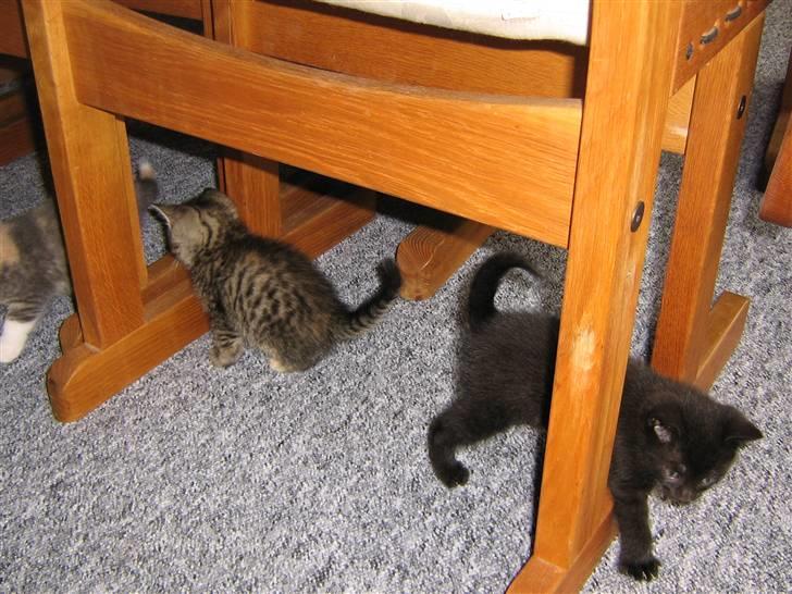 Huskat cocco fra tornager billede 5