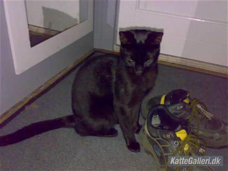 Huskat cocco fra tornager billede 6