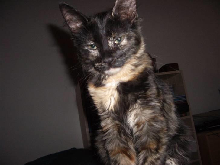 Blanding af racer Malou - min smukke hunkat- Malou billede 1