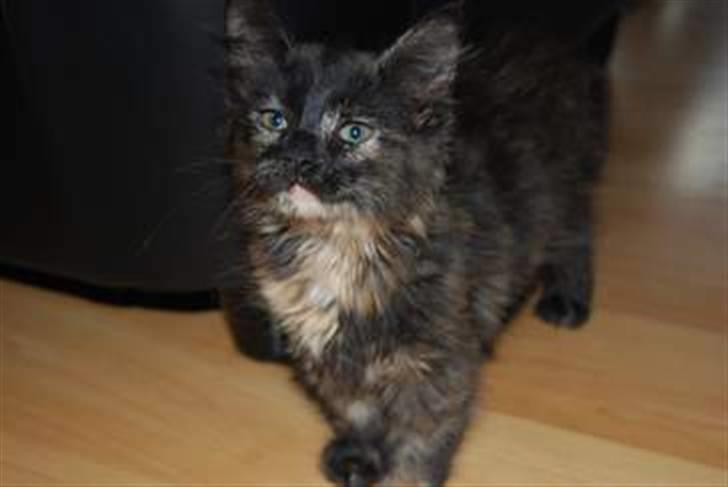 Blanding af racer Malou - de øjne kan man da ikke stå for... det var dette billede der solgte hende til mig :) billede 2