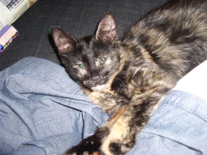 Blanding af racer Malou - elsker når hun kigger op på mig lige inden hun falder i søvn.. billede 3