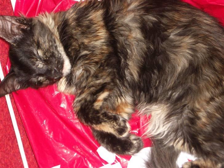 Blanding af racer Malou - fandt en rød plastpose og krøllede sig sammen herpå... sødt! :) billede 4