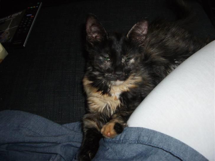 Blanding af racer Malou - så putter vi lige lidt hos mor.. billede 5