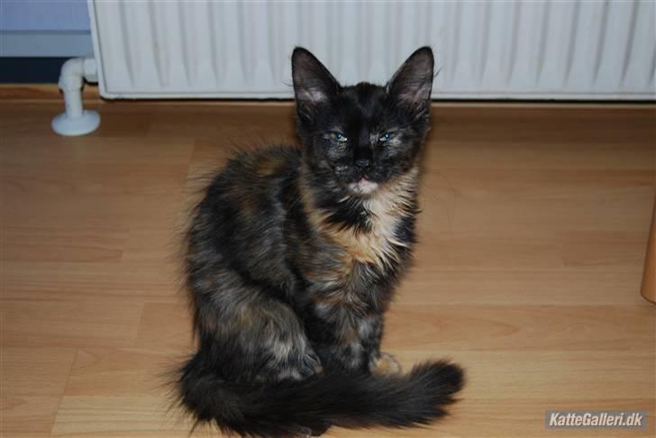 Blanding af racer Malou - elsker virkelig hendes farver...  billede 6