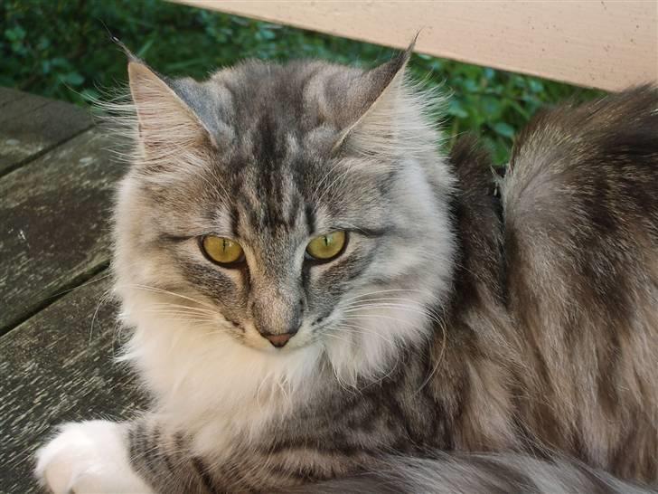 Norsk Skovkat Gineah billede 10