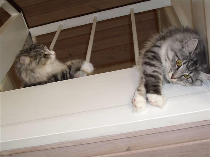Norsk Skovkat Gineah - Gineah og søster Alya billede 11