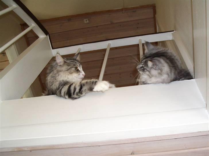 Norsk Skovkat Alya - Alya og søster Gineah billede 11