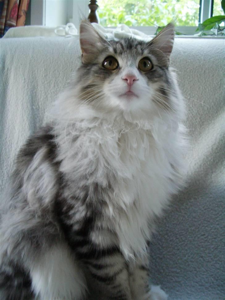 Norsk Skovkat Alya billede 12