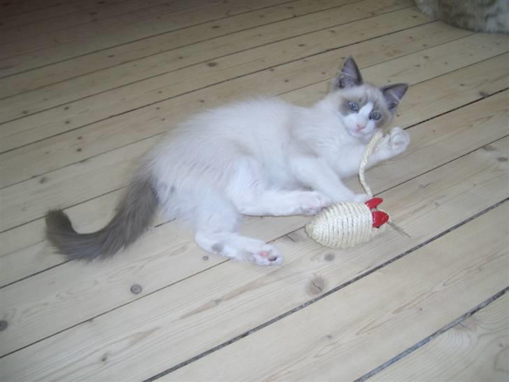 Ragdoll Shishigashira á Chardani billede 4