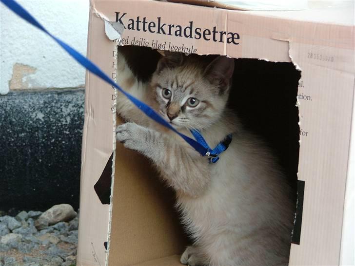 Blanding af racer Bailey DØD :'( billede 1