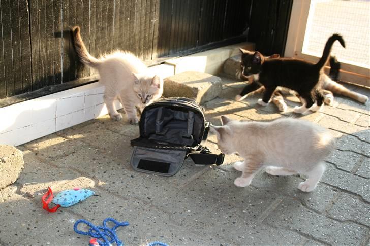 Blanding af racer Bailey DØD :'( - hans 2 andre søskende og mor i baggrunden billede 2