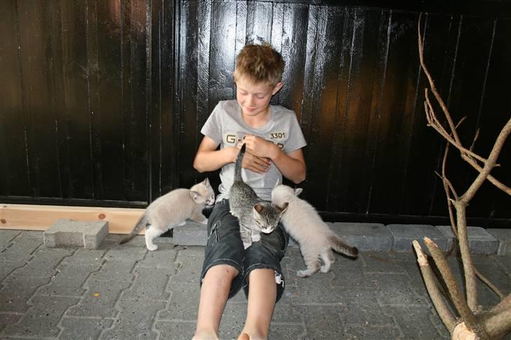 Blanding af racer Bailey DØD :'( - hans 2 andre søskende igen . billede 3