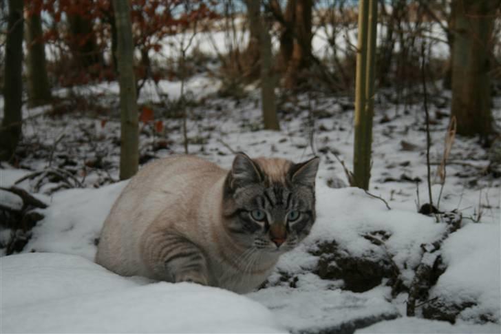 Blanding af racer Bailey DØD :'( - nyt 2009 billede 4