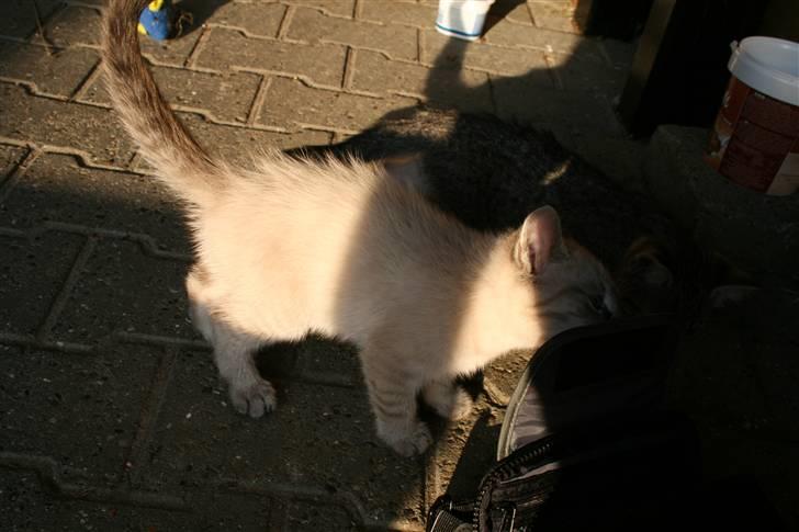 Blanding af racer Bailey DØD :'( billede 5