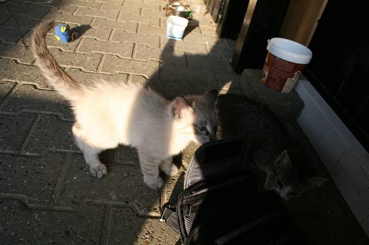 Blanding af racer Bailey DØD :'( billede 6