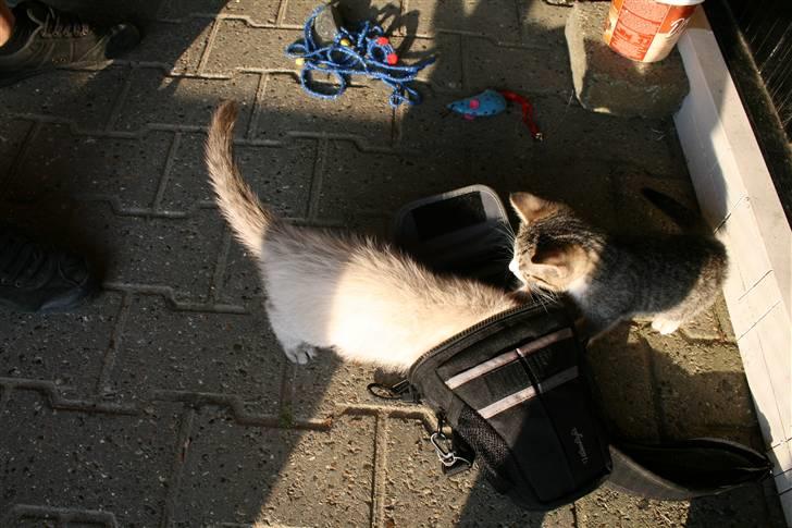 Blanding af racer Bailey DØD :'( - prøver at kravle ind i tasken , billede 7