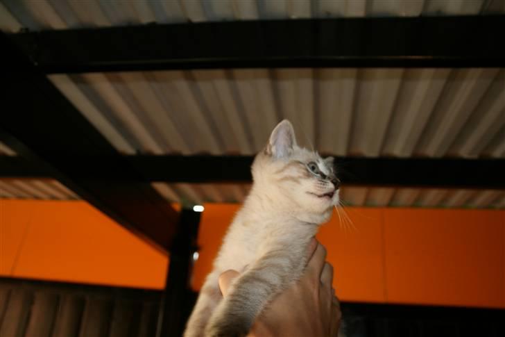 Blanding af racer Bailey DØD :'( billede 8