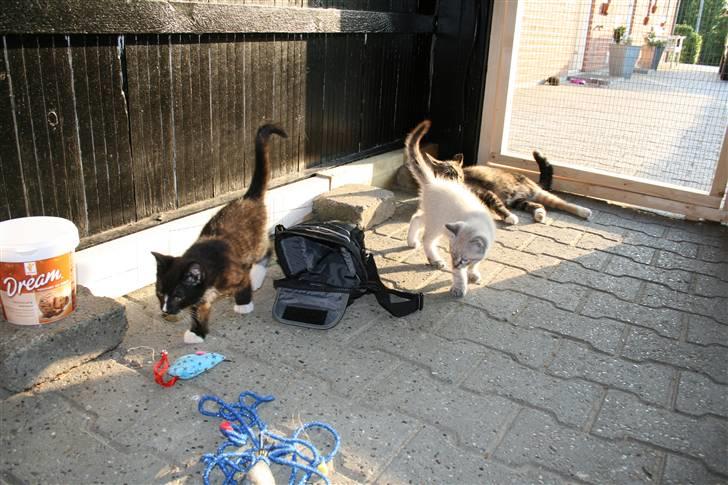 Blanding af racer Bailey DØD :'( billede 9