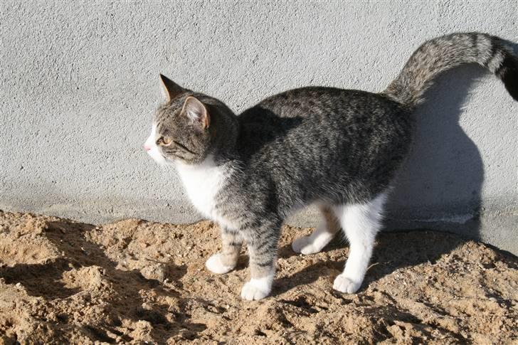 Blanding af racer Sofie *givet væk* - nyt  billede 1